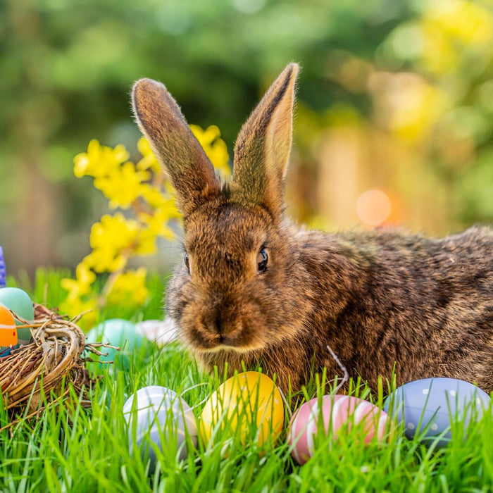 Easter Bunny Origin | EngineDIY