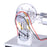 Stirling Engine Kit Single Cylinder External Combustion Stirling Engine Model with Electricity Generator LED Enginediy