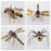 250+Pcs Mechanical Metal Model Kit Assembly Toy - (Spider + Dragonfly + Wasp)