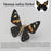 3D Metal Butterfly Model Kit, 3 In 1 Steampunk Butterfly (200PCS+/Black) - Calydonia, Vanessa Indica Herbst & Papilio Machaon
